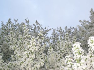 White blossoms and sky