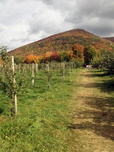 Autumn orchard